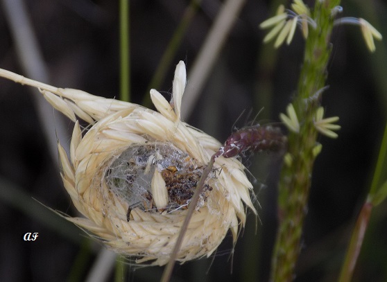 Strana tela, identificazione: cfr. Larinioides sp. - Benevento