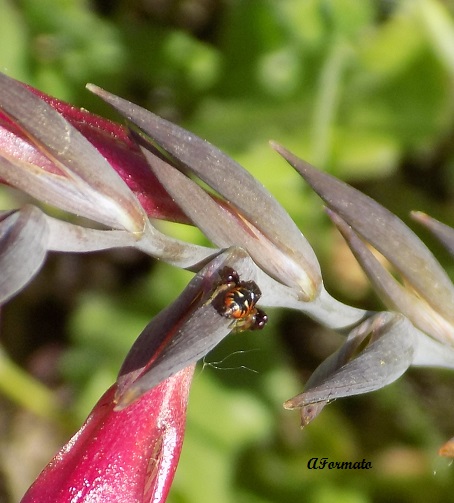 Thomisidae?  S, Thomisus onustus, Synema globosum e Xysticus sp. - Benevento