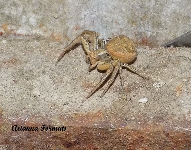 Thomisidae?  S, Thomisus onustus, Synema globosum e Xysticus sp. - Benevento