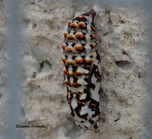 crisalide da identificare - Melitaea didyma