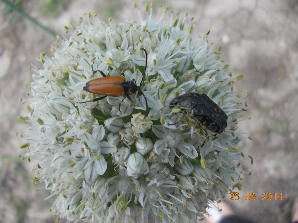 In due..: Cerambycidae, Paracorymbia maculicornis e Cetoniidae, Oxythyrea funesta