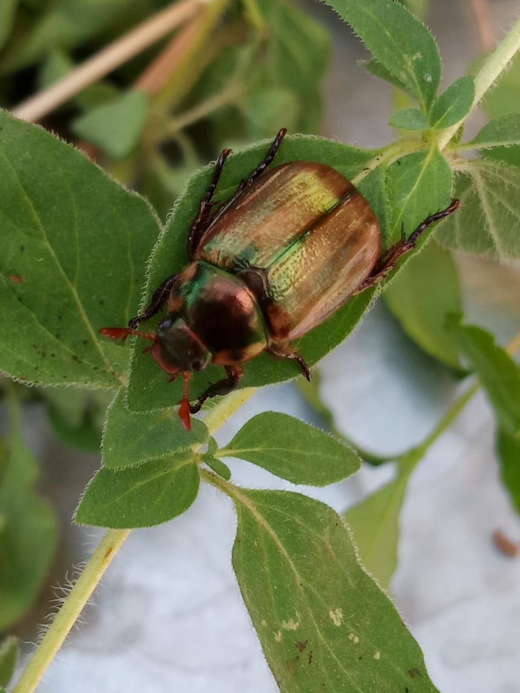 Anomala sp. (Rutelidae)