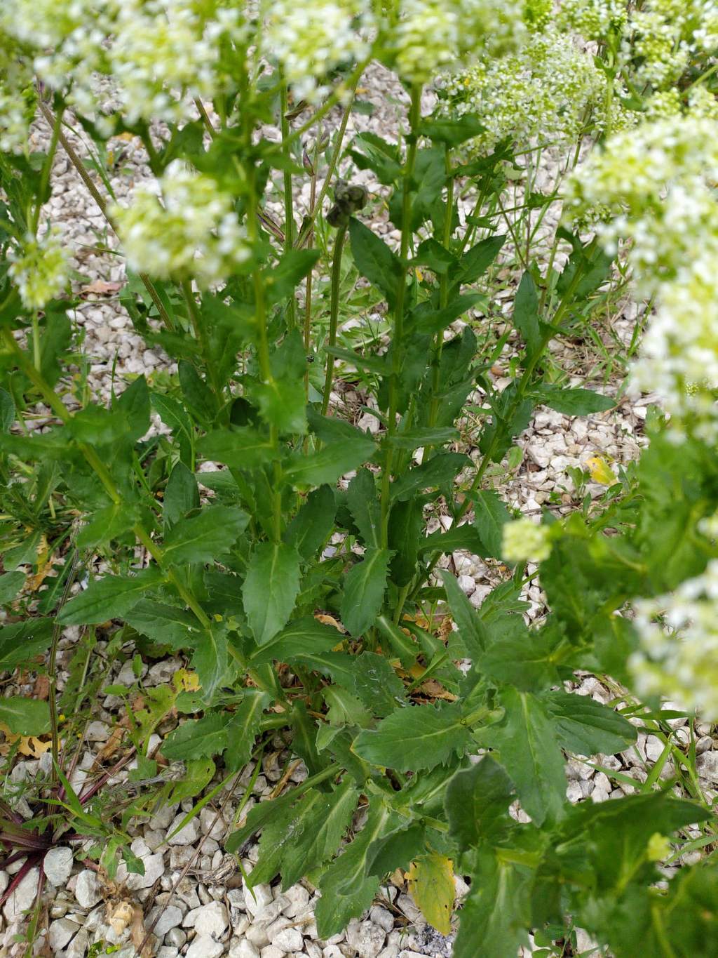 Lepidium draba (Brassicaceae)