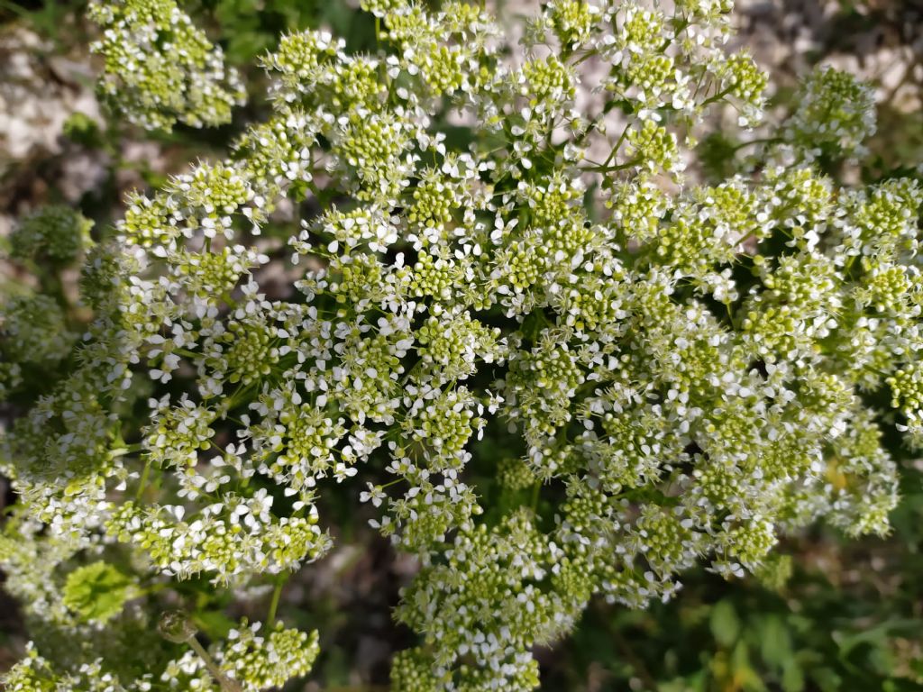 Lepidium draba (Brassicaceae)