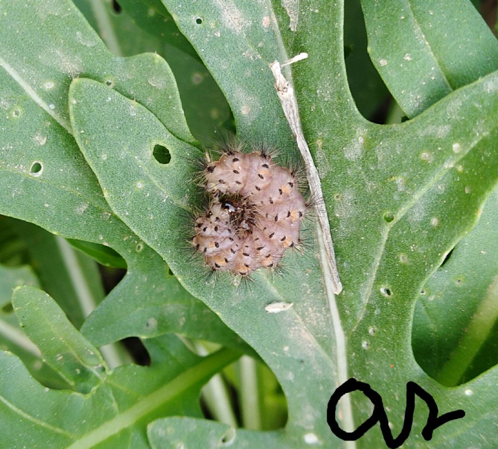 Bruco rosa... di Cymbalophora pudica - Erebidae Arctiinae