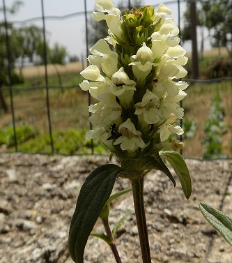 Prunella sp.