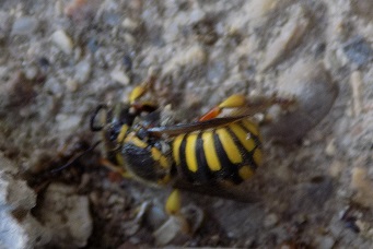 Anthidium ?