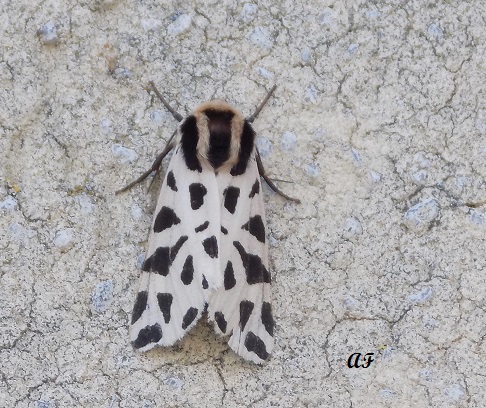 Identificazione - Cymbalophora pudica, Erebidae Arctiinae