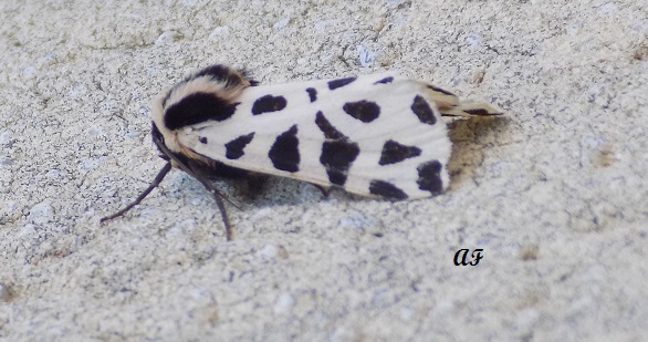 Identificazione - Cymbalophora pudica, Erebidae Arctiinae