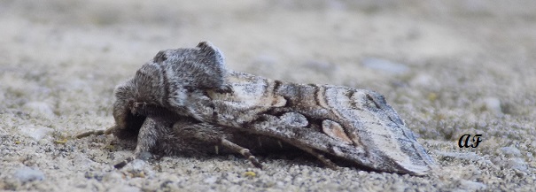 identificazione falena:  Cleoceris scoriacea - Noctuidae