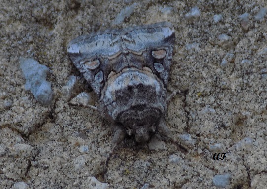 identificazione falena:  Cleoceris scoriacea - Noctuidae