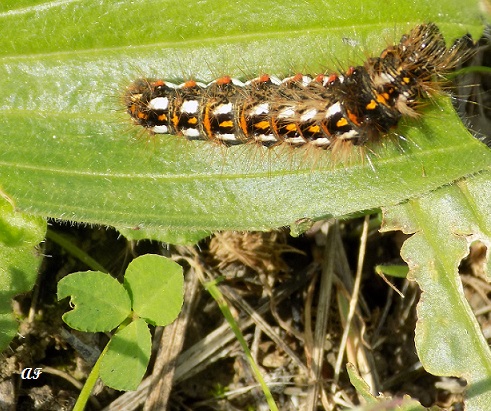 Bruco da identificare - Acronicta (Viminia) rumicis, Noctuidae