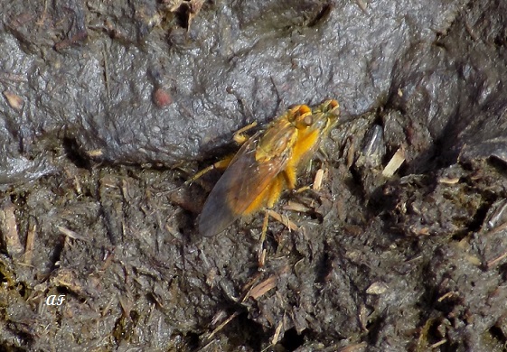 Gasterofilidi?  No, Scathophagidae: Scathophaga stercoraria