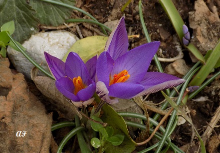 crocus da identificare