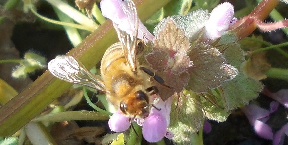 ape mellifera con chiazze di peluria rossa?