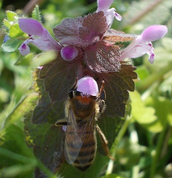 ape mellifera con chiazze di peluria rossa?