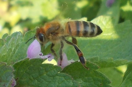 ape mellifera con chiazze di peluria rossa?