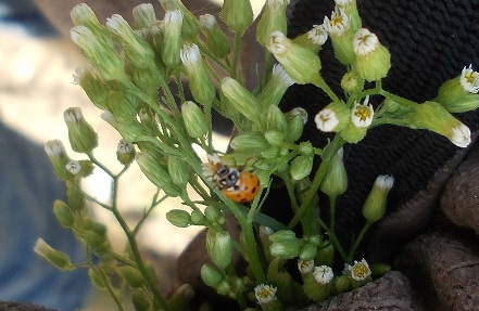 Artemisia ? - Erigeron canadensis