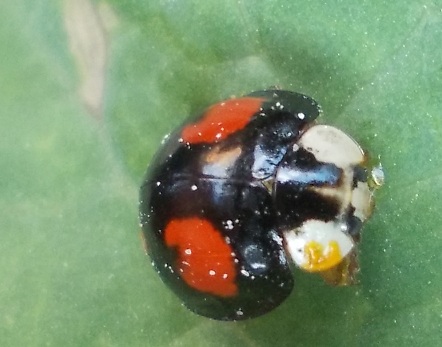 Coccinella arlecchino