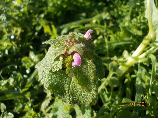 Entroterra Campano : Lamium purpureum