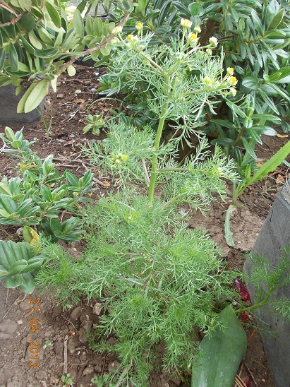 pianta dai piccoli fiori - cfr. Matricaria chamomilla