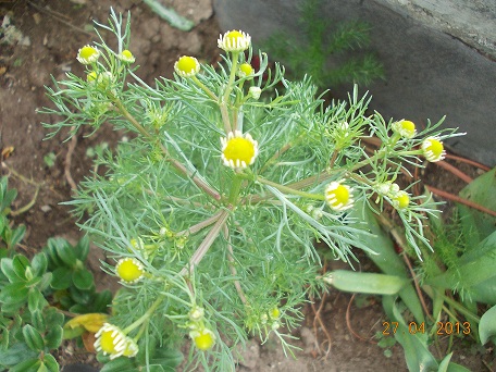 pianta dai piccoli fiori - cfr. Matricaria chamomilla