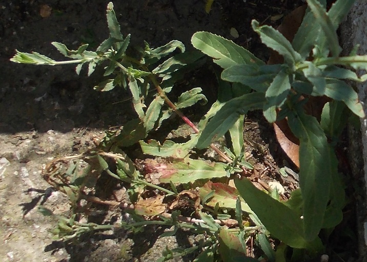 fiore rosa - Epilobium sp.