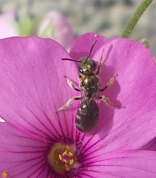 Apidae Andreninae ?