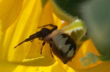 Synema globosum  su girasole - Benevento