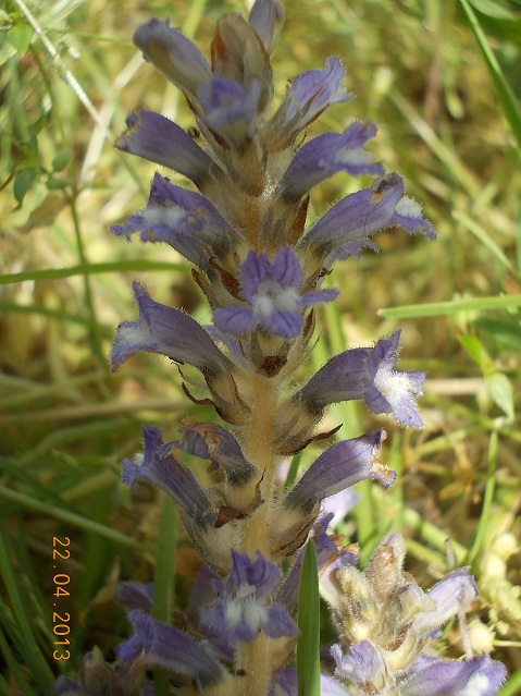 Orobanche ?