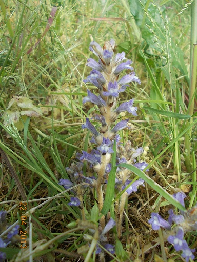 Orobanche ?