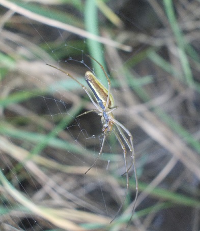 Tetragnatha sp. - Benevento