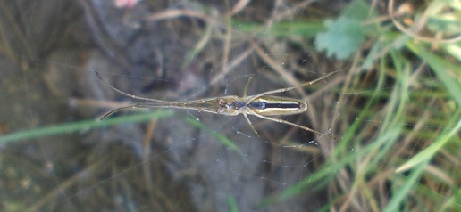 Tetragnatha sp. - Benevento