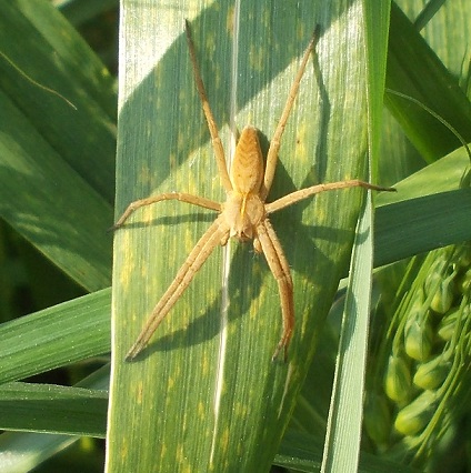 Pisaura sp. - Benevento