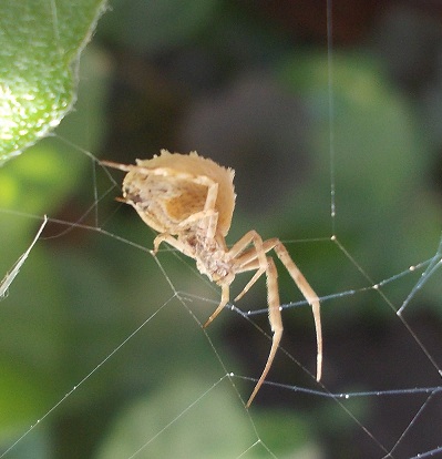 Uloborus walckenaerius - Benevento (BN)