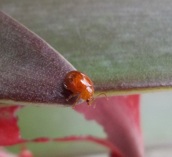 piccolo e rosso: Sphaeroderma sp. (Chrysomelidae)