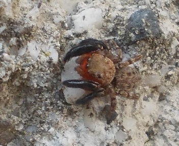 Euophrys rufibarbis - Benevento (BN)