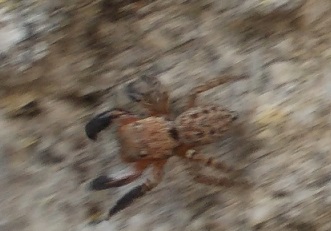 Euophrys rufibarbis - Benevento (BN)