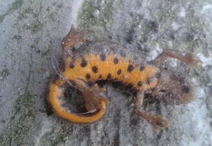 Tritone crestato? s, Triturus carnifex