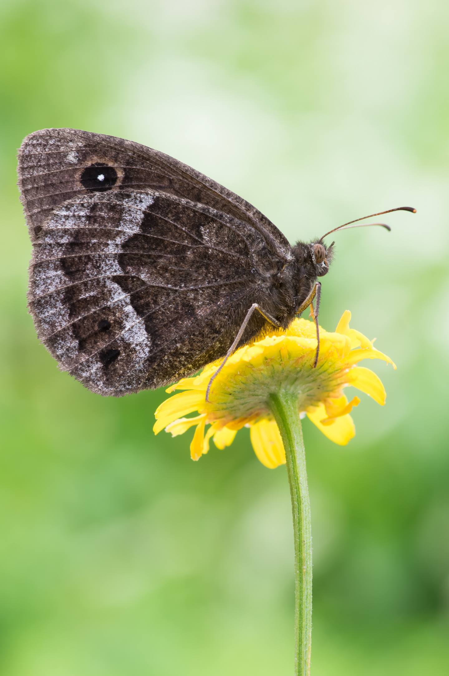 Erebia ligea e  Minois dryas, Nymphalidae