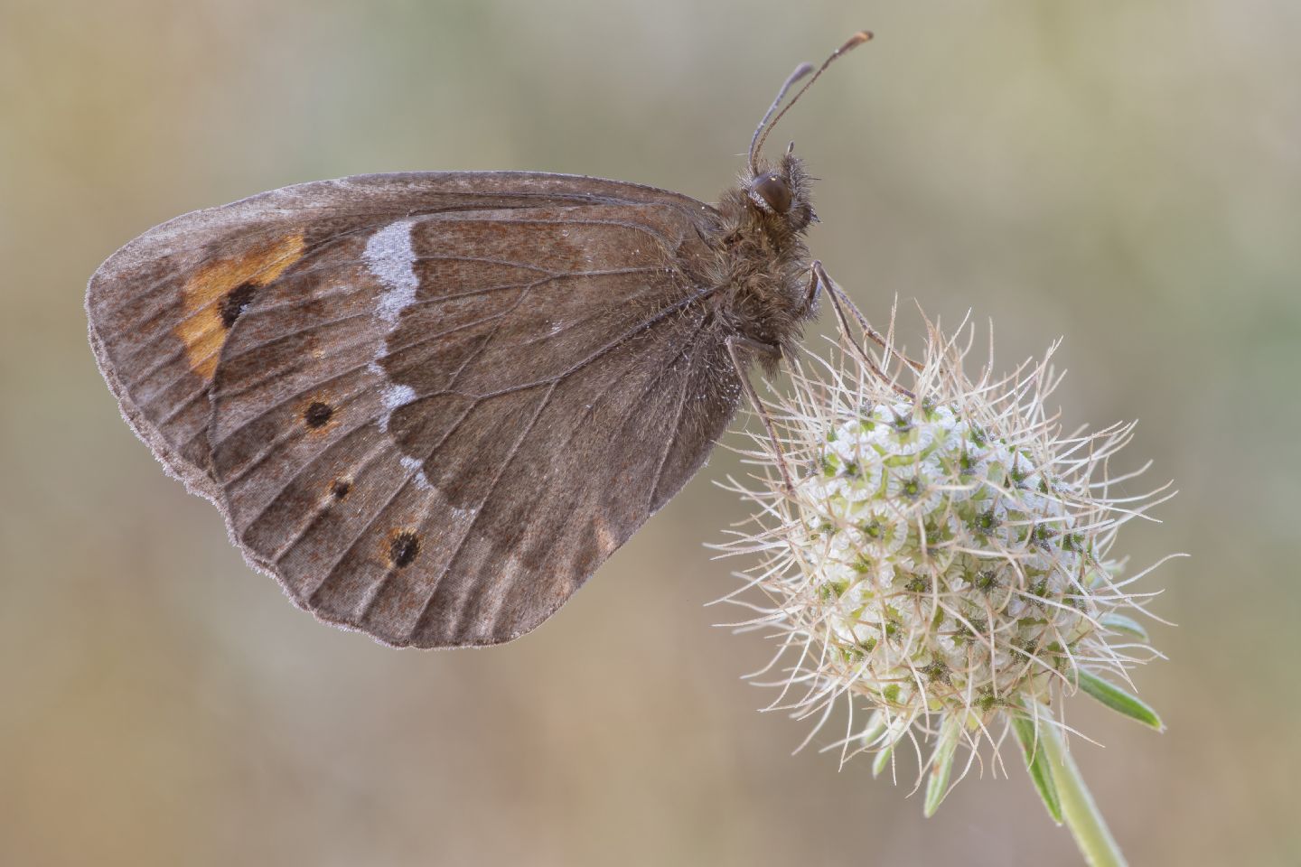 Erebia ligea e  Minois dryas, Nymphalidae