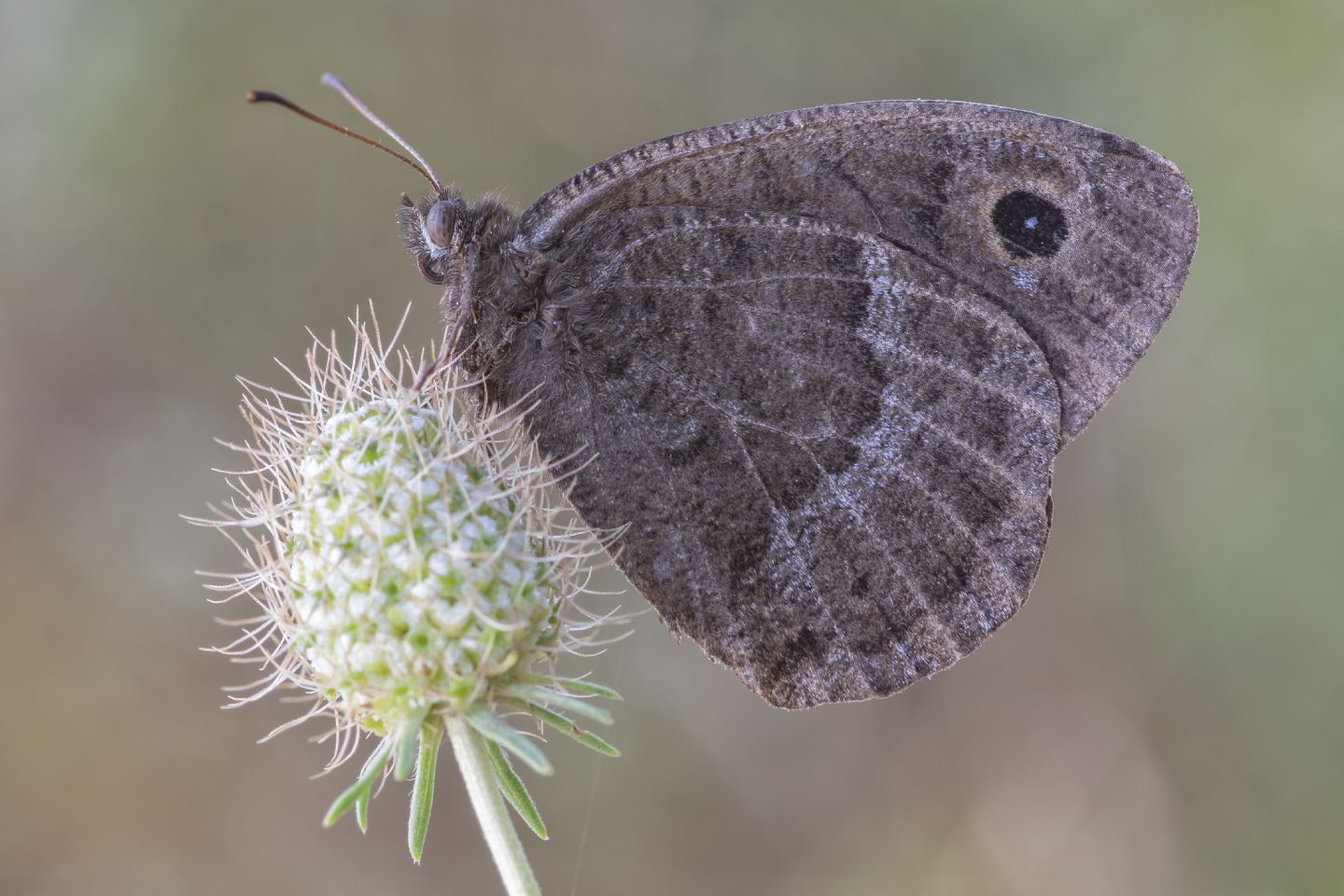 Erebia ligea e  Minois dryas, Nymphalidae