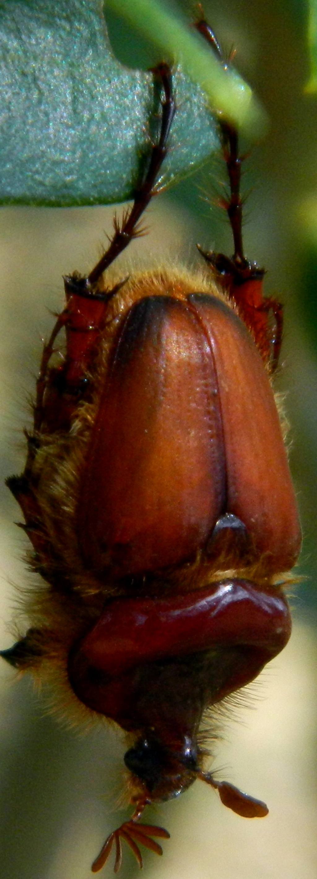 scarabeo da identificare - Pachypus candidae (cfr.)