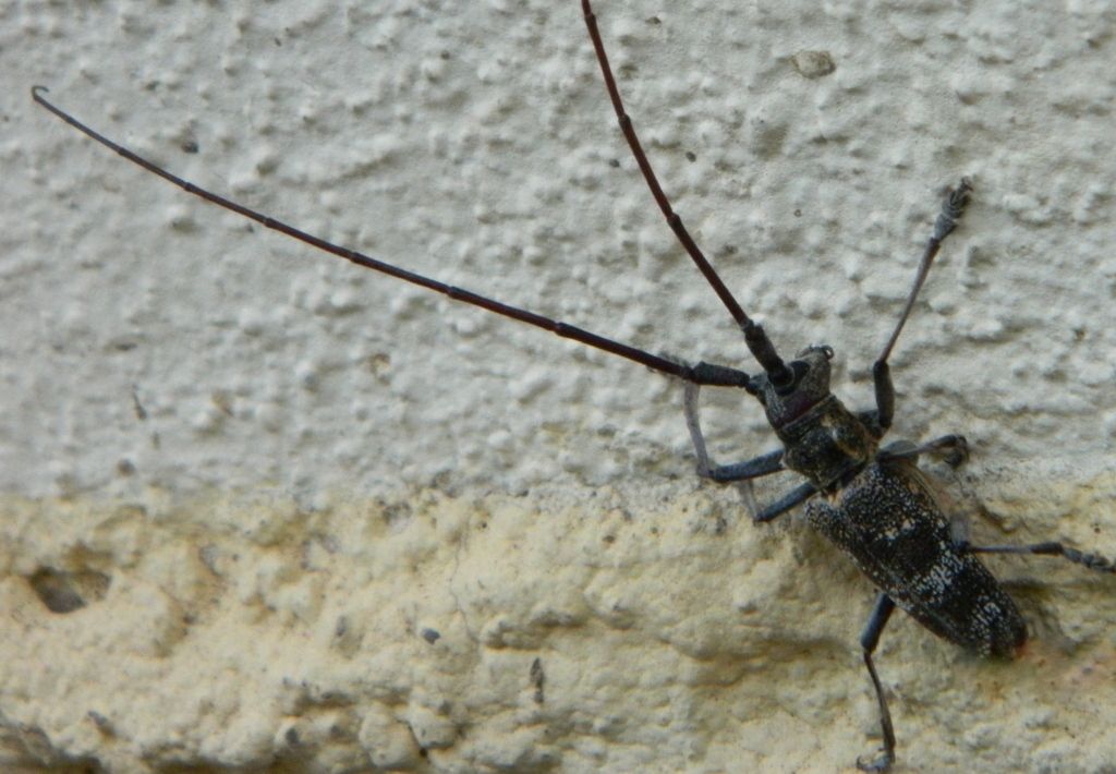 Monochamus galloprovincialis, Cerambycidae