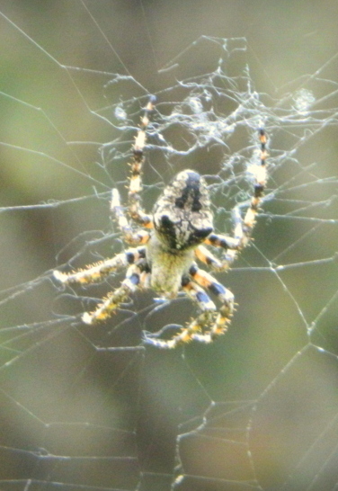 Araneus angulatus, Araneus diadematus - Montalbano Jonico MT