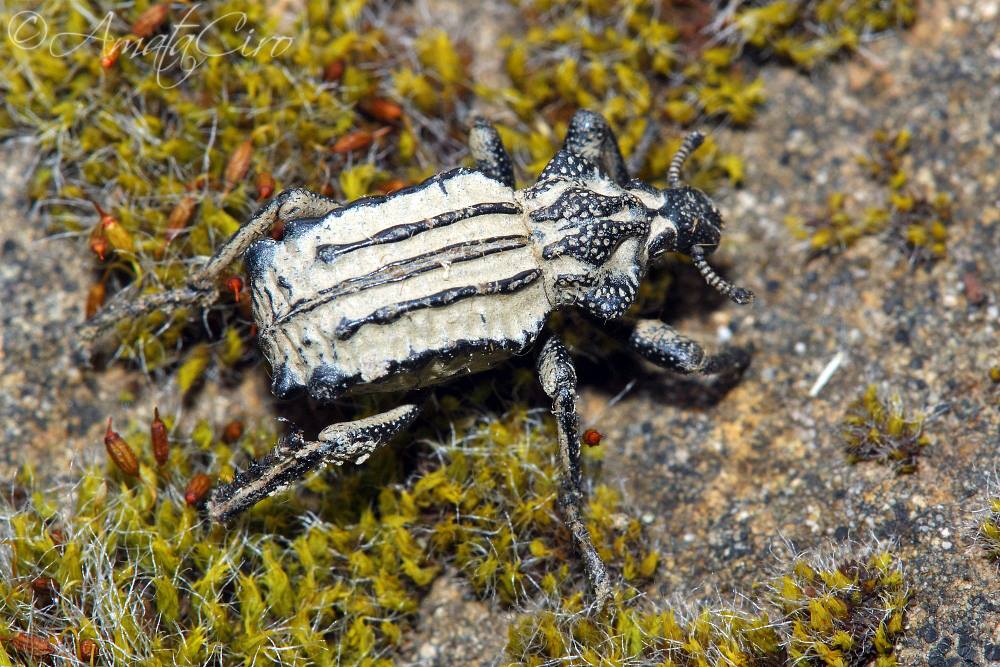 Brachyceridae: Brachycerus undatus e Brachycerus albidentatus