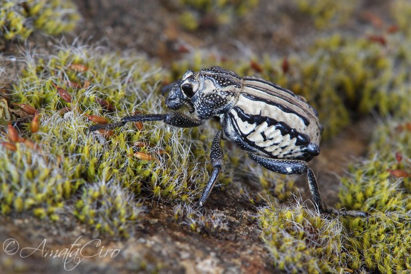 Brachyceridae: Brachycerus undatus e Brachycerus albidentatus