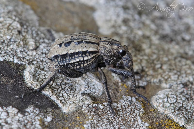 Brachyceridae: Brachycerus undatus e Brachycerus albidentatus