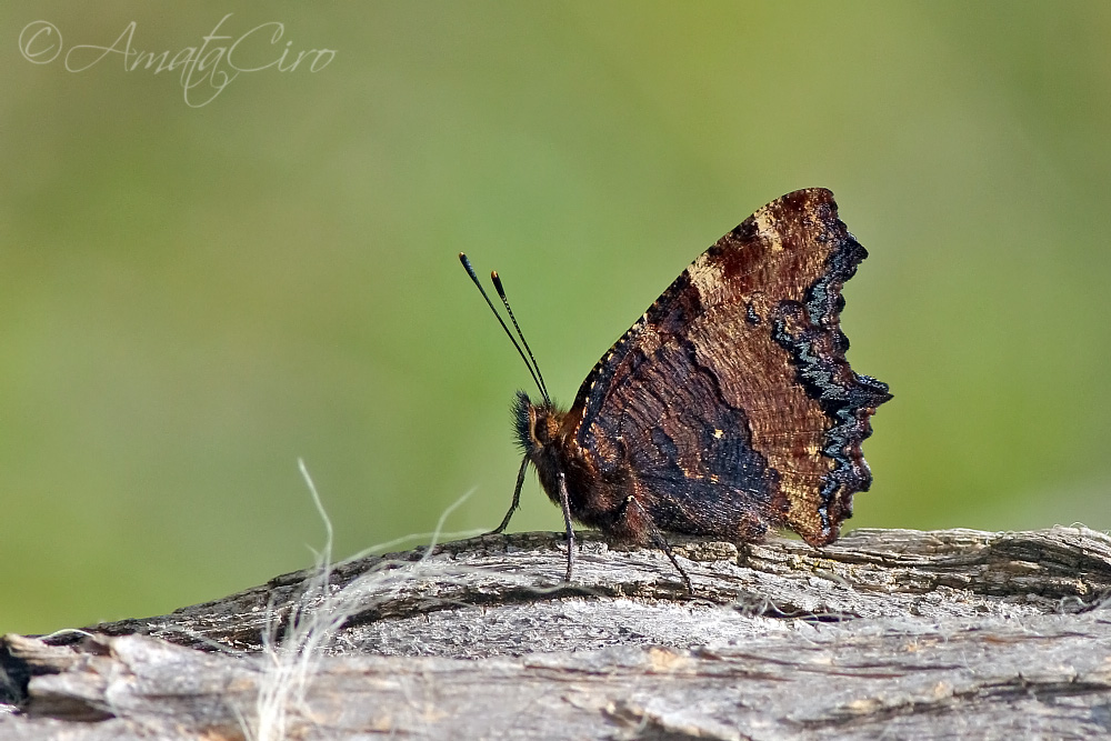 Farfalla da id - Nymphalis polychloros