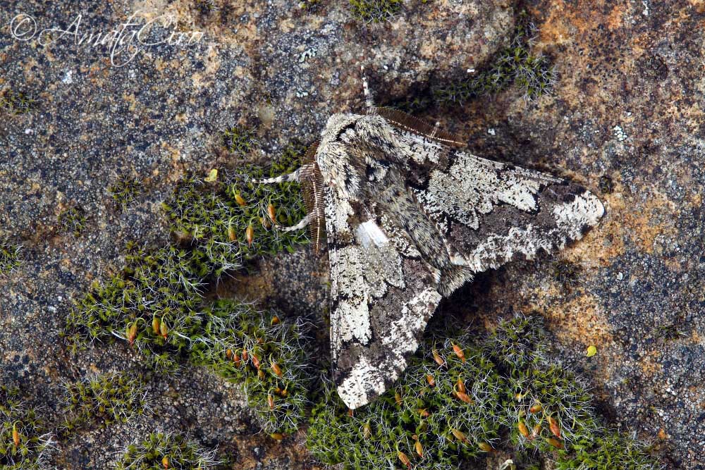 Falena da id - Biston strataria